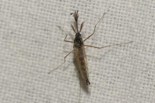 Réf. 205 329 : Aedes sp.